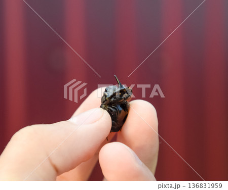Rhinoceros beetle. A rhinoceros beetle in the fingers of a human hand. Small rhinoceros beetles Rhinoceros beetle. A rhinoceros beetle in the fingers of a human hand. Small rhinoceros beetles 136831959