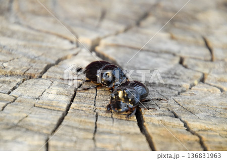 A rhinoceros beetle on a cut of a tree stump. A pair of rhinoceros beetles 136831963