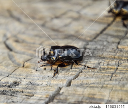 A rhinoceros beetle on a cut of a tree stump. A pair of rhinoceros beetles 136831965