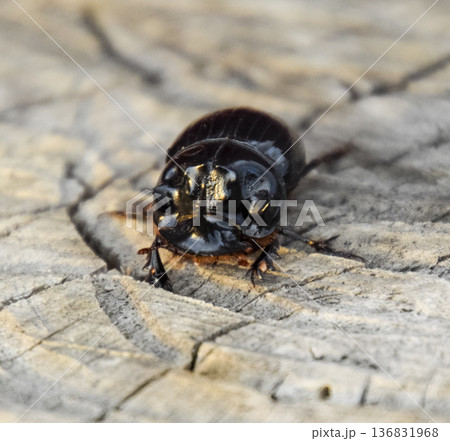 A rhinoceros beetle on a cut of a tree stump. A pair of rhinoceros beetles A rhinoceros beetle on a cut of a tree stump. A pair of rhinoceros beetles 136831968