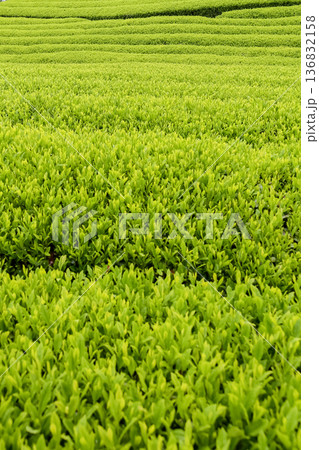 川根の新緑の茶畑と美しい芽吹き_縦 136832158
