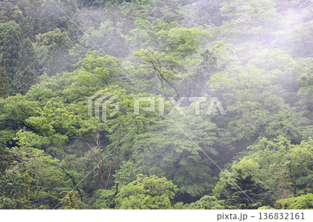 静岡県川根の朝霧に包まれた森 静岡県川根の朝霧に包まれた森 136832161