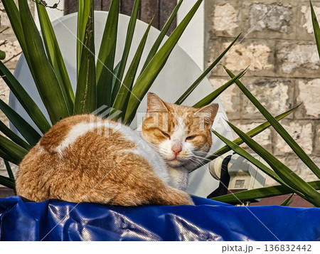 Orange and White Cat Sunbathing in Warm Light 136832442