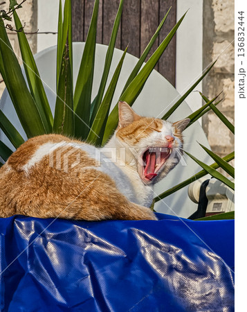 Yawning Orange and White Cat Close-Up Yawning Orange and White Cat Close-Up 136832444