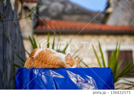 A ginger and white cat is sleeping outside 136832573