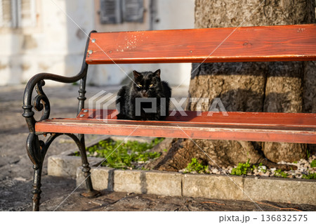 Black Cat Lounging on Bench Outdoors 136832575