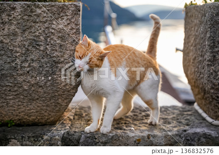 Ginger Cat Affectionately Rubbing Against Wall Ginger Cat Affectionately Rubbing Against Wall 136832576