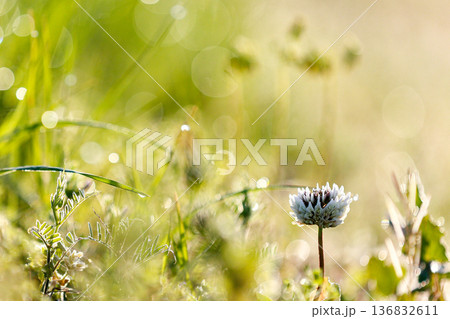 朝露に輝くシロツメグサと玉ボケ 朝露に輝くシロツメグサと玉ボケ 136832611