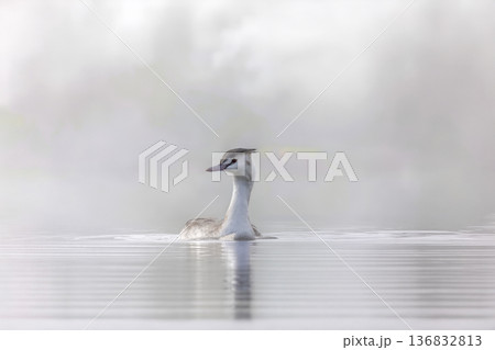 霧の池を泳ぐカンムリカイツブリ 136832813