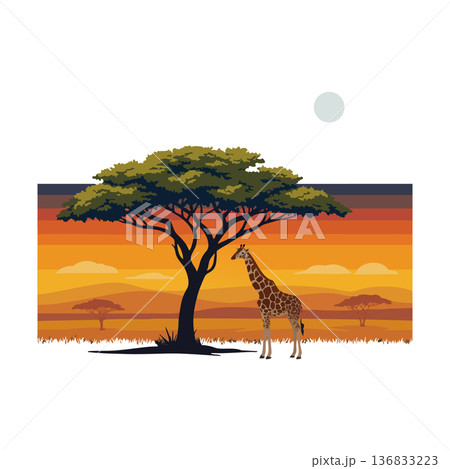 African savannah landscape with lone giraffe and acacia tree at sunset vector illustration 136833223