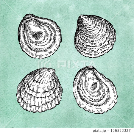 European oysters engraving illustration. 136833327
