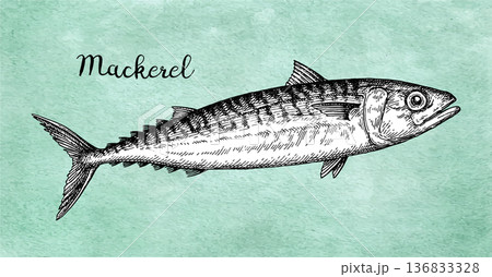 Mackerel. Sea fish ink sketch. Mackerel. Sea fish ink sketch. 136833328