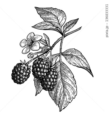 Blackberry branch ink sketch Blackberry branch ink sketch 136833331