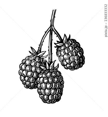 Blackberry branch ink sketch Blackberry branch ink sketch 136833332