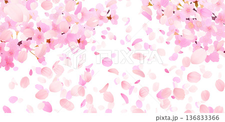 花びら舞い散る桜の背景素材 136833366
