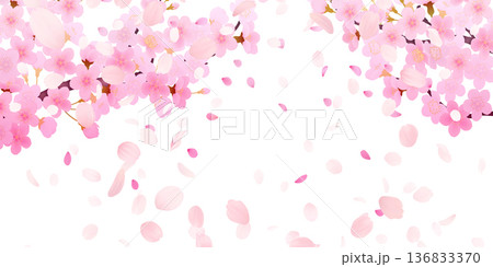 花びら舞い散る桜の背景素材 136833370