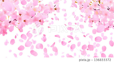花びら舞い散る桜の背景素材 136833372