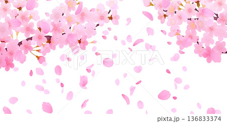 花びら舞い散る桜の背景素材 花びら舞い散る桜の背景素材 136833374
