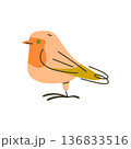 Flat Bird With Orange Chest 136833516