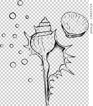Hand drawn seashell and underwater elements illustration 136833724