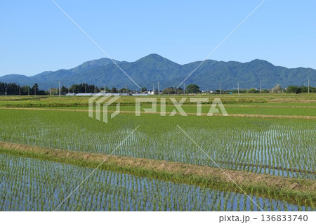 田園風景 日本有数の米どころ 山形県庄内 136833740