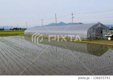 田園風景 日本有数の米どころ 山形県庄内 136833741