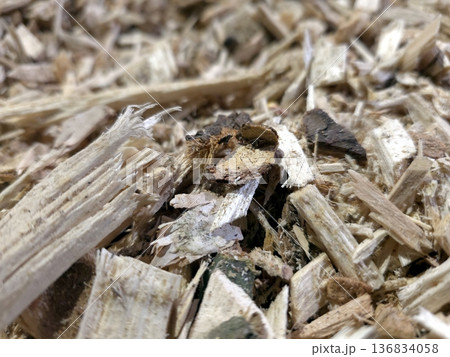 Close View of Wood Chip Pile Collected From Tree Processing in a Woodland Area Close View of Wood Chip Pile Collected From Tree Processing in a Woodland Area 136834058