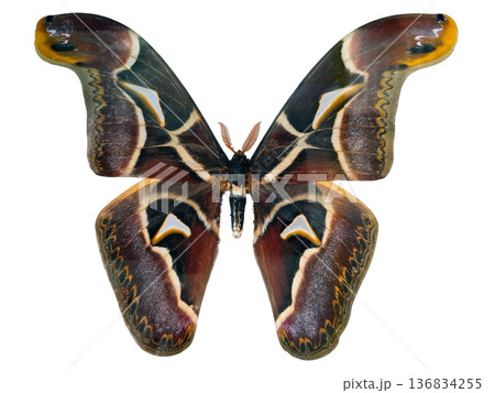 The giant moth Attacus malayanus Saturnia rests alone on a plain white surface. This specimen showcases its large wings with distinct patterns for scientific examination. The giant moth Attacus malayanus Saturnia rests alone on a plain white surface. This specimen showcases its large wings with distinct patterns for scientific examination. 136834255