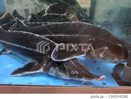 Customers can see live sturgeons available for sale in an aquarium at the supermarket. The sturgeons swim in water, showcasing their unique shapes and sizes. Customers can see live sturgeons available for sale in an aquarium at the supermarket. The sturgeons swim in water, showcasing their unique shapes and sizes. 136834298