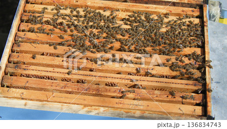 Bees on wooden frames in a hive during midday in a backyard garden Bees on wooden frames in a hive during midday in a backyard garden 136834743