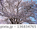 長瀞町　野土山の桜　（ 埼玉県 ） 136834765