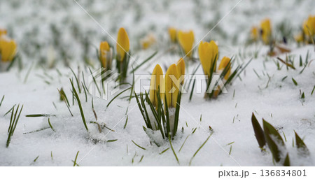 Crocus flowers appear through the snow in a field during early springtime in a garden Crocus flowers appear through the snow in a field during early springtime in a garden 136834801