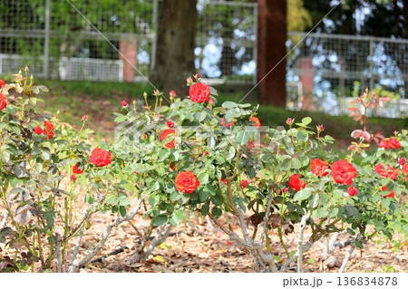 バラの花 オリンピックファイヤー バラの花 オリンピックファイヤー 136834878