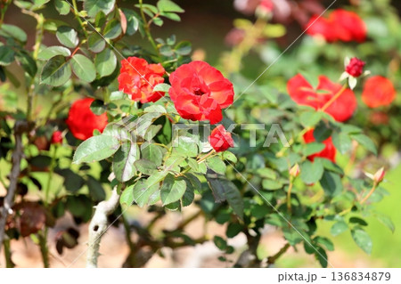 バラの花　オリンピックファイヤー 136834879