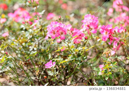 バラの花 クンバヤ バラの花 クンバヤ 136834881
