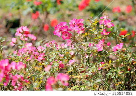 バラの花　クンバヤ 136834882