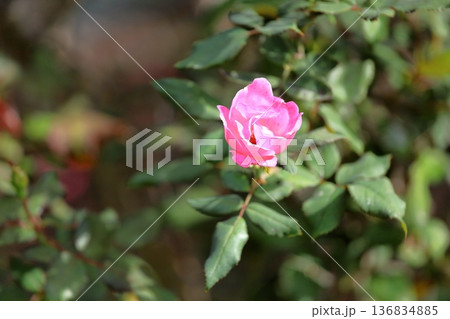 バラの花 ピンクノックアウト バラの花 ピンクノックアウト 136834885