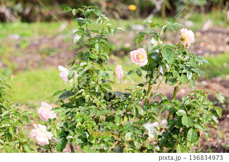 バラの花　スプリングコサージュ 136834973