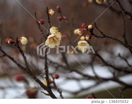 寒い2月に咲いた白い梅の花「米良（メラ）」 136835032