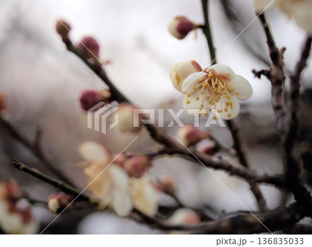寒い2月に咲いた白い梅の花「米良（メラ）」 136835033