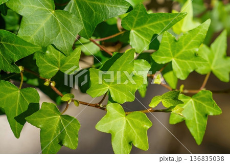 鮮やかな緑のアイビーの葉 太陽光を浴びる新鮮な観葉植物 136835038