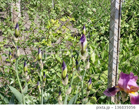 In the spring, pink and yellow buds of Iris germanica flowers appeared In the spring, pink and yellow buds of Iris germanica flowers appeared 136835056