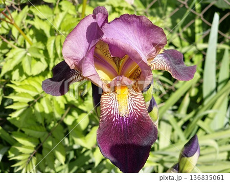 The beauty of the bearded iris. Iris germanica Natchez Trace The beauty of the bearded iris. Iris germanica Natchez Trace 136835061