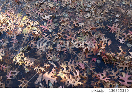 Close-up of red autumn leaves scattered on the ground covered with water droplets after rainfall. The image conveys seasonal change, natural texture, and a moody outdoor atmosphere. Ideal for themes s 136835350