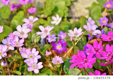 早春の妖精カタクリの花 136835379