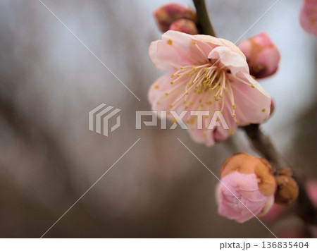 晴れた2月に美しく咲いた紅い梅の花「難波紅(ナニワコウ)」 晴れた2月に美しく咲いた紅い梅の花「難波紅(ナニワコウ)」 136835404