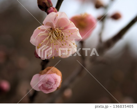 晴れた2月に美しく咲いた紅い梅の花「難波紅(ナニワコウ)」 晴れた2月に美しく咲いた紅い梅の花「難波紅(ナニワコウ)」 136835405