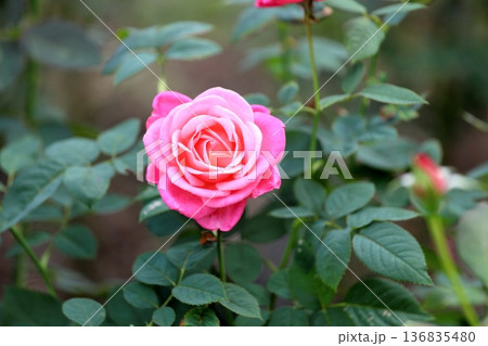 バラの花 ステファニードゥモナコ バラの花 ステファニードゥモナコ 136835480
