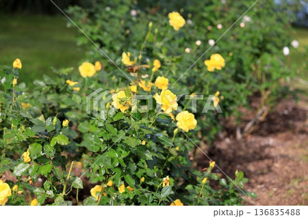 バラの花　ゴールドマリー 136835488