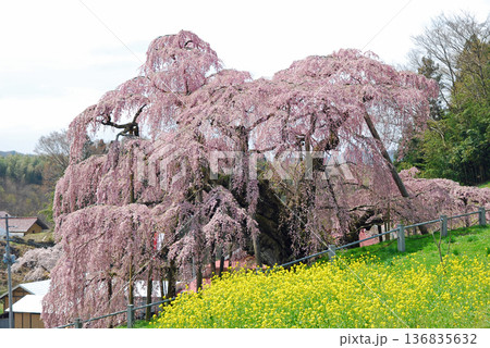 福島県三春　三春滝桜 136835632